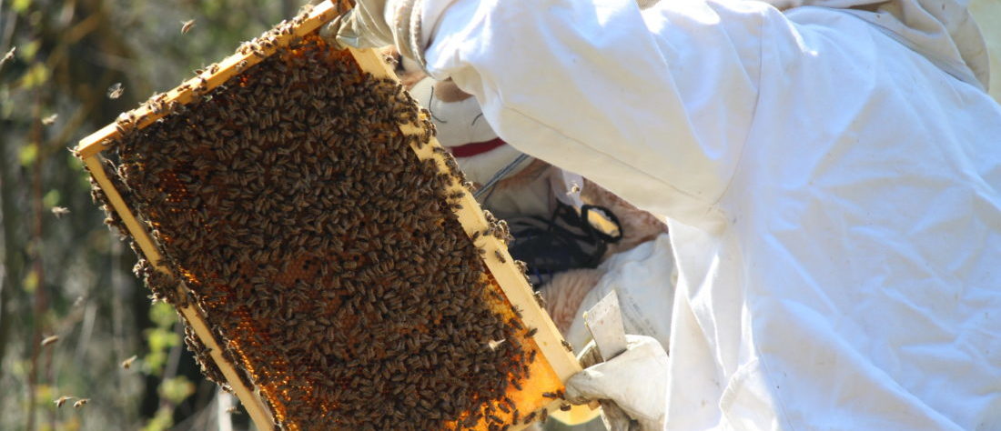 Eine Person im weißen Imkeranzug hält eine Wabe mit vielen herumschwirrenden Bienen in ihren Händen.