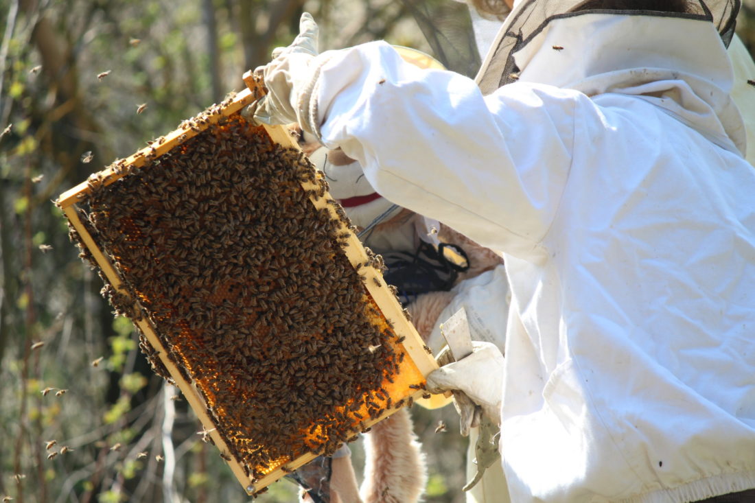 Eine Person im weißen Imkeranzug hält eine Wabe mit vielen herumschwirrenden Bienen in ihren Händen.