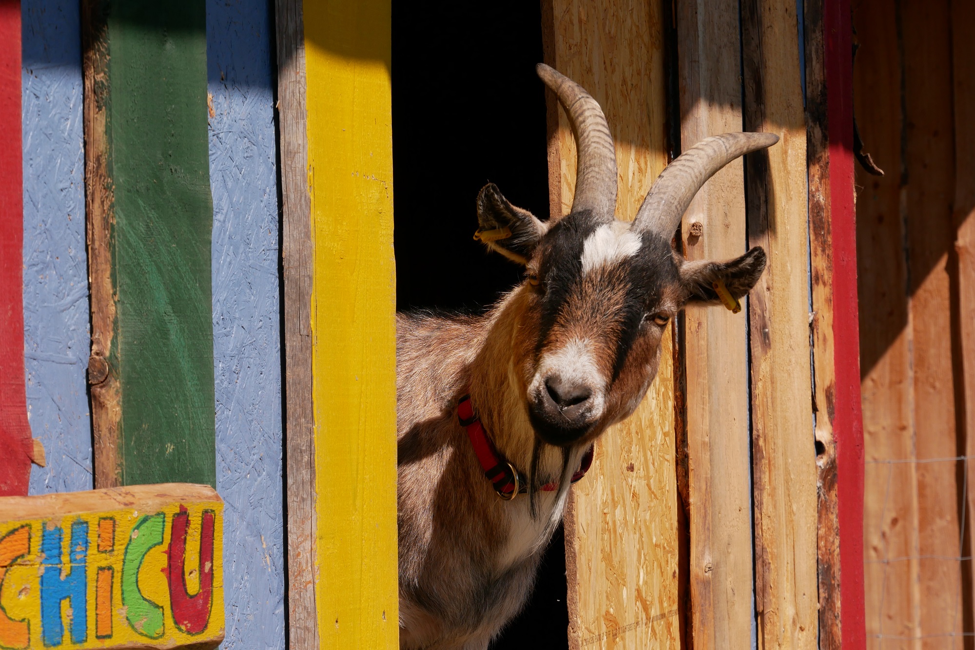 Eine Ziege, die aus einer Holzwand rausschaut.
