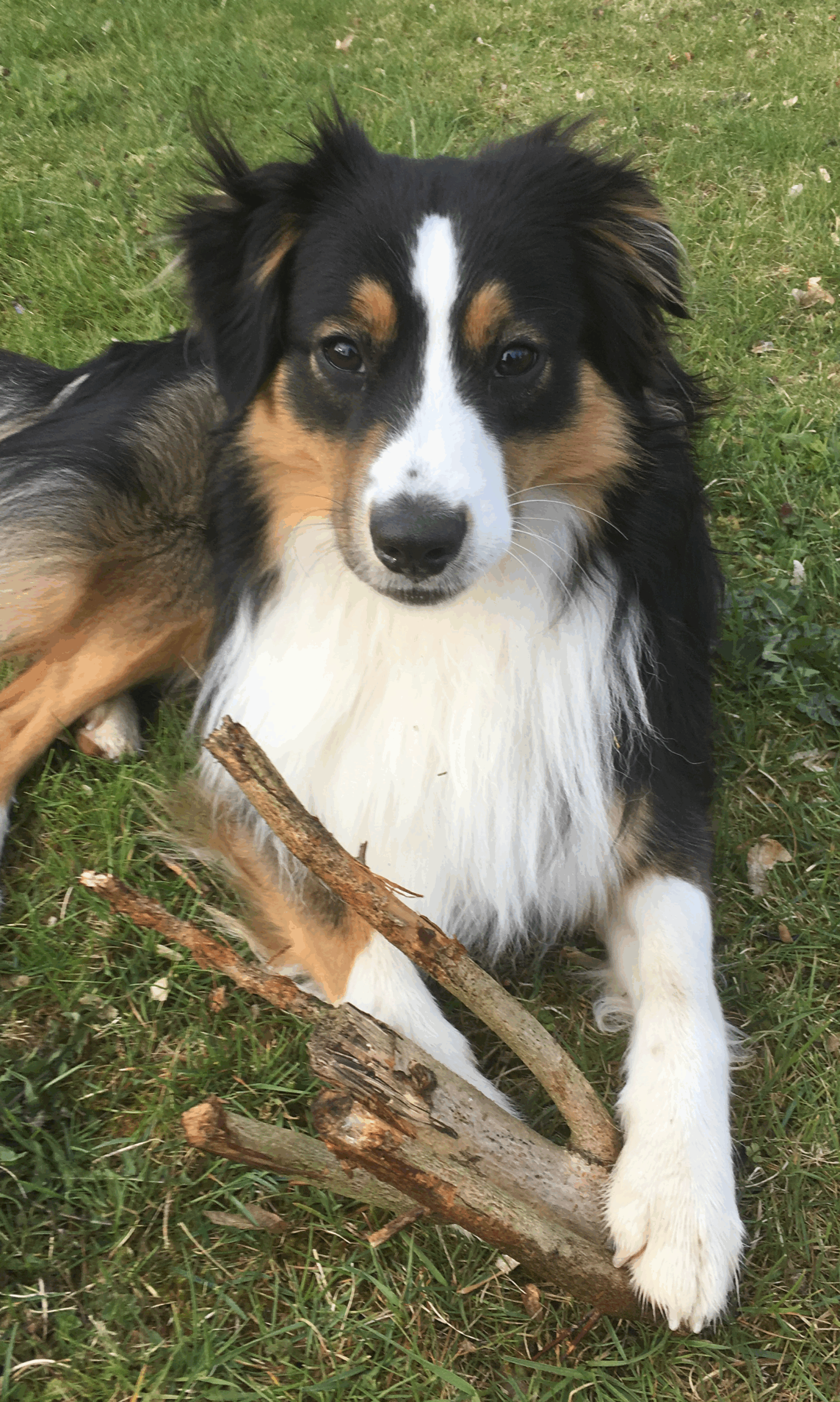 Schulhund Jori liegt auf dem Rasen und schaut in die Kamera