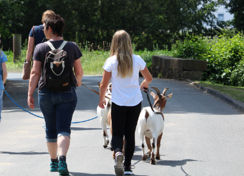 Unterricht mit Tieren