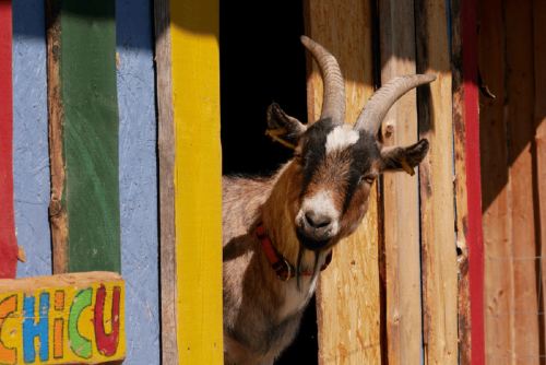 Unterricht mit Tieren